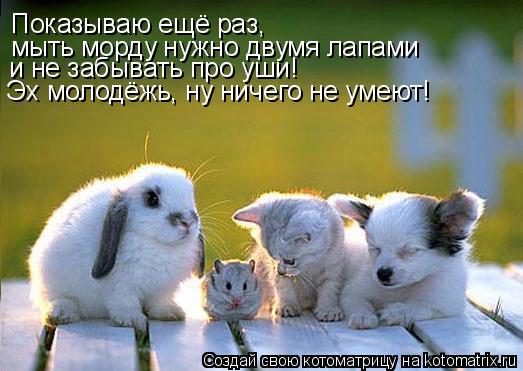 Показываю ещё раз, мыть морду нужно двумя лапами и не забывать про уши! Эх молодёжь, ну ничего не у... Котоматрица: Показываю ещё раз, мыть морду нужно двумя лапами и не забывать про уши! Эх молодёжь, ну ничего не умеют!