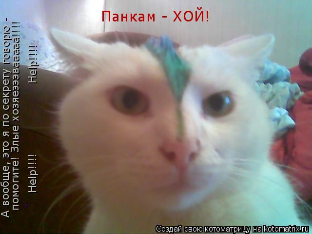 Котоматрица: Панкам - ХОЙ! А вообще, это я по секрету говорю - помогите! Злые хозяеэээвааааа!!!! Help!!!! Help!!!!