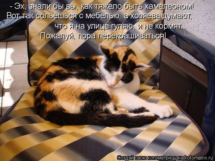 - Эх, знали бы вы, как тяжело быть хамелеоном! Вот так сольёшься с мебелью, а хозяева думают, что я ... Котоматрица: - Эх, знали бы вы, как тяжело быть хамелеоном! Вот так сольёшься с мебелью, а хозяева думают, что я на улице гуляю, и не кормят... Пожалуй, пора п