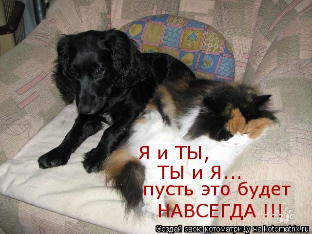 Я и ТЫ, ТЫ и Я... пусть это будет НАВСЕГДА !!!... Котоматрица: Я и ТЫ, ТЫ и Я... пусть это будет НАВСЕГДА !!!