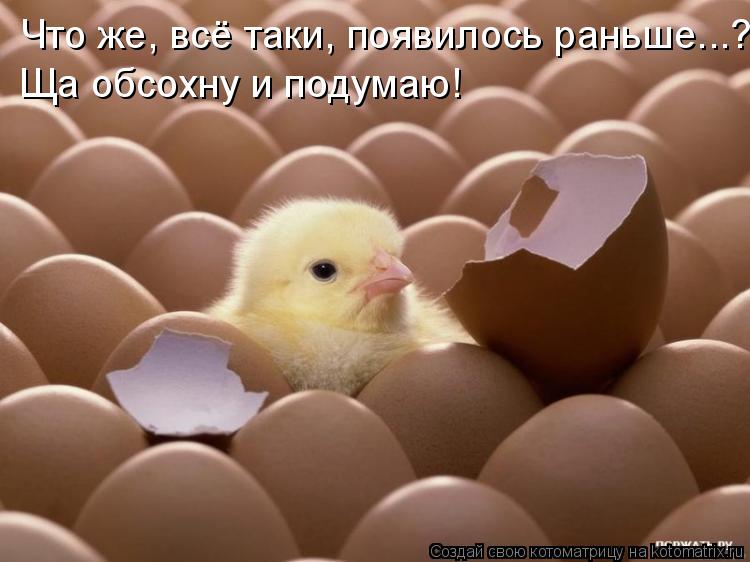 Что же, всё таки, появилось раньше...? Ща обсохну и подумаю!... Котоматрица: Что же, всё таки, появилось раньше...? Ща обсохну и подумаю!