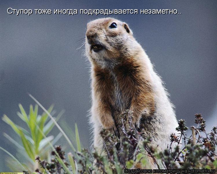 Ступор тоже иногда подкрадывается незаметно..... Котоматрица: Ступор тоже иногда подкрадывается незаметно..