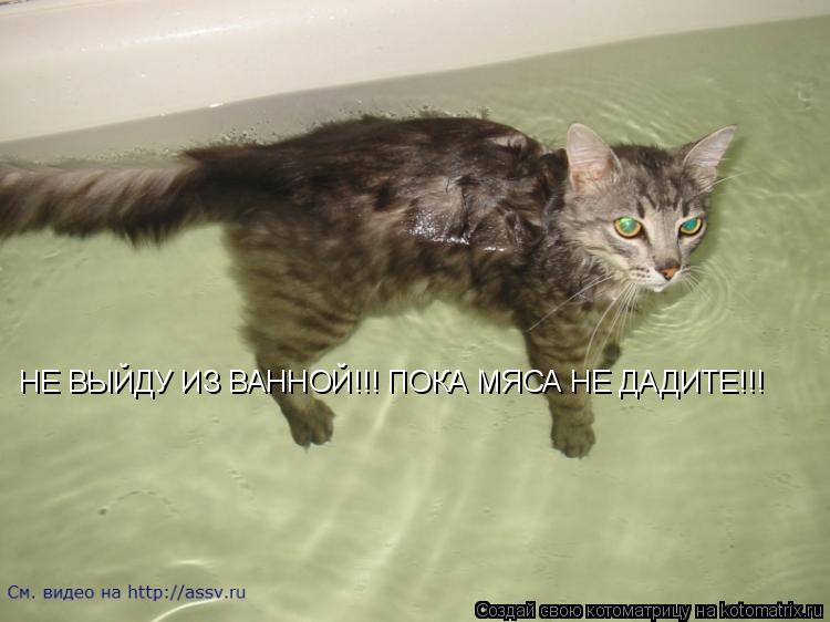 НЕ ВЫЙДУ ИЗ ВАННОЙ!!! ПОКА МЯСА НЕ ДАДИТЕ!!!... Котоматрица: НЕ ВЫЙДУ ИЗ ВАННОЙ!!! ПОКА МЯСА НЕ ДАДИТЕ!!!