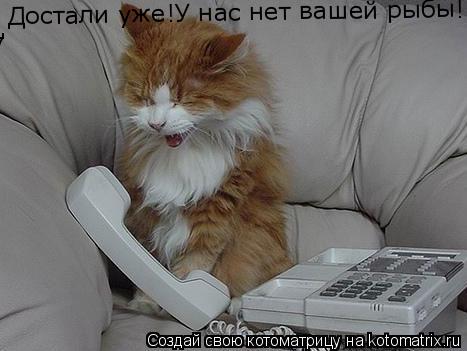 Достали уже!У нас нет вашей рыбы! Достали уже!У нас нет вашей рыбы!... Котоматрица: Достали уже!У нас нет вашей рыбы! Достали уже!У нас нет вашей рыбы!