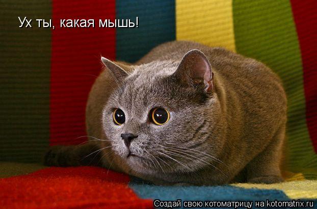 Ух ты, какая мышь!... Котоматрица: Ух ты, какая мышь!