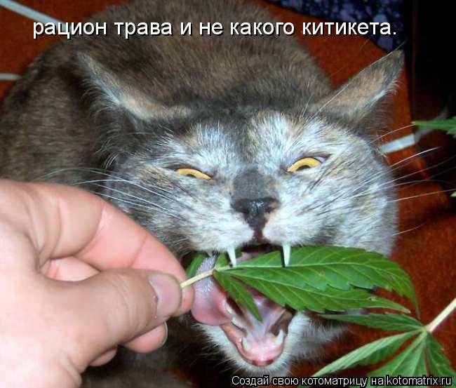 рацион трава и не какого китикета.... Котоматрица: рацион трава и не какого китикета.