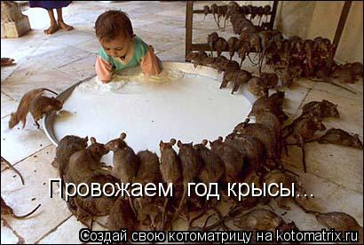 Провожаем год крысы...... Котоматрица: Провожаем год крысы...