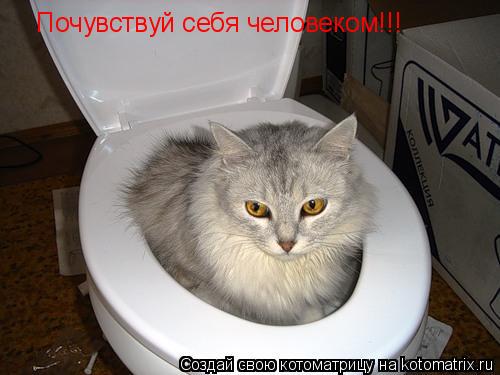 Почувствуй себя человеком!!!... Котоматрица: Почувствуй себя человеком!!!