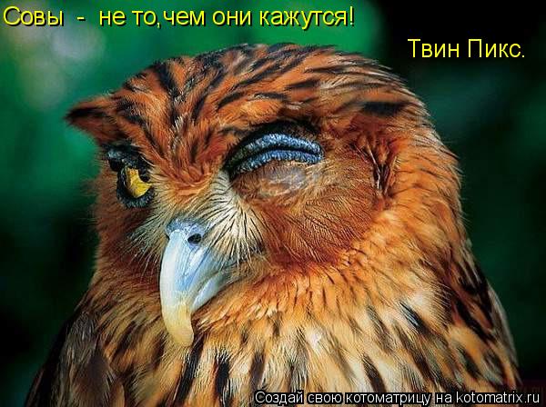 Твин Пикс. Совы - не то,чем они кажутся!... Котоматрица: Твин Пикс. Совы - не то,чем они кажутся!