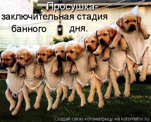 Просушка- заключительная стадия банного дня.... Котоматрица: Просушка- заключительная стадия банного дня.
