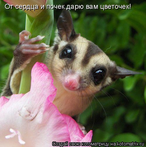 От сердца и почек дарю вам цветочек!... Котоматрица: От сердца и почек дарю вам цветочек!