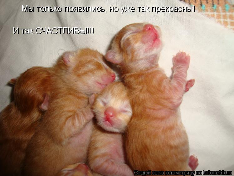 Мы только появились, но уже так прекрасны! И так СЧАСТЛИВЫ!!!... Котоматрица: Мы только появились, но уже так прекрасны! И так СЧАСТЛИВЫ!!!