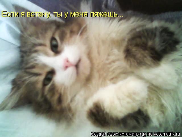 Котоматрица: Если я встану, ты у меня ляжешь...