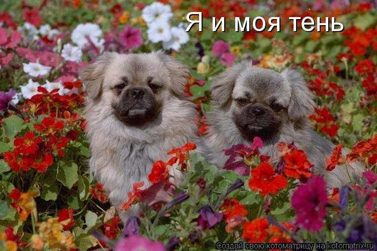Котоматрица: Я и моя тень