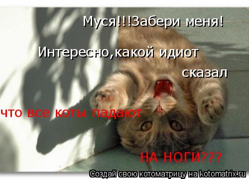 Муся!!!Забери меня! Интересно,какой идиот сказал что все коты падают НА НОГИ???... Котоматрица: Муся!!!Забери меня! Интересно,какой идиот сказал что все коты падают НА НОГИ???