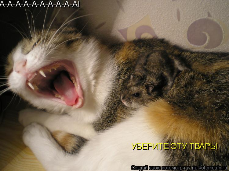А-А-А-А-А-А-А-А-А-А! УБЕРИТЕ ЭТУ ТВАРЬ!... Котоматрица: А-А-А-А-А-А-А-А-А-А! УБЕРИТЕ ЭТУ ТВАРЬ!