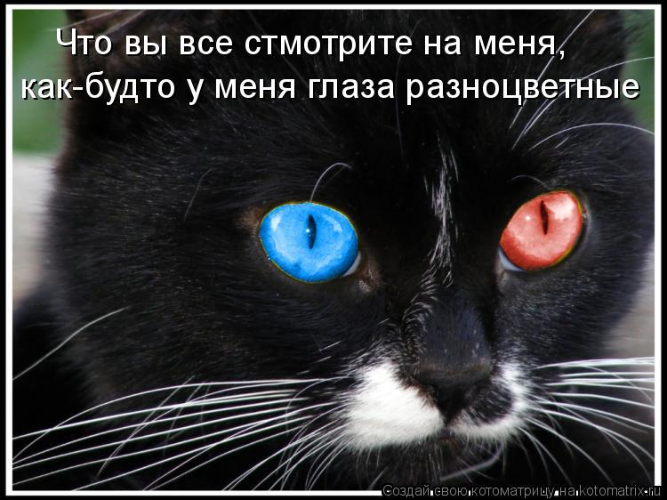 Что вы все стмотрите на меня, как-будто у меня глаза разноцветные... Котоматрица: Что вы все стмотрите на меня, как-будто у меня глаза разноцветные