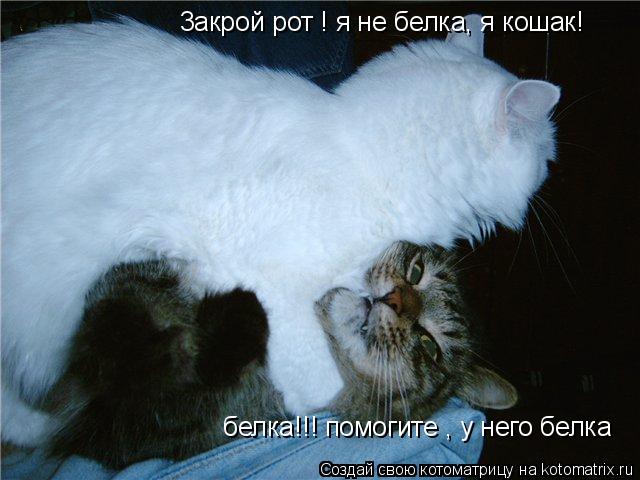 белка!!! помогите , у него белка 3акрой рот ! я не белка 3акрой рот ! я не белка, я кошак!... Котоматрица: белка!!! помогите , у него белка 3акрой рот ! я не белка 3акрой рот ! я не белка, я кошак!