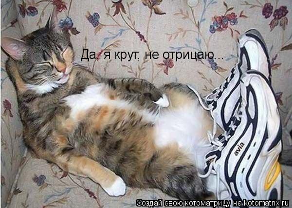 Да, я крут, не отрицаю...... Котоматрица: Да, я крут, не отрицаю...
