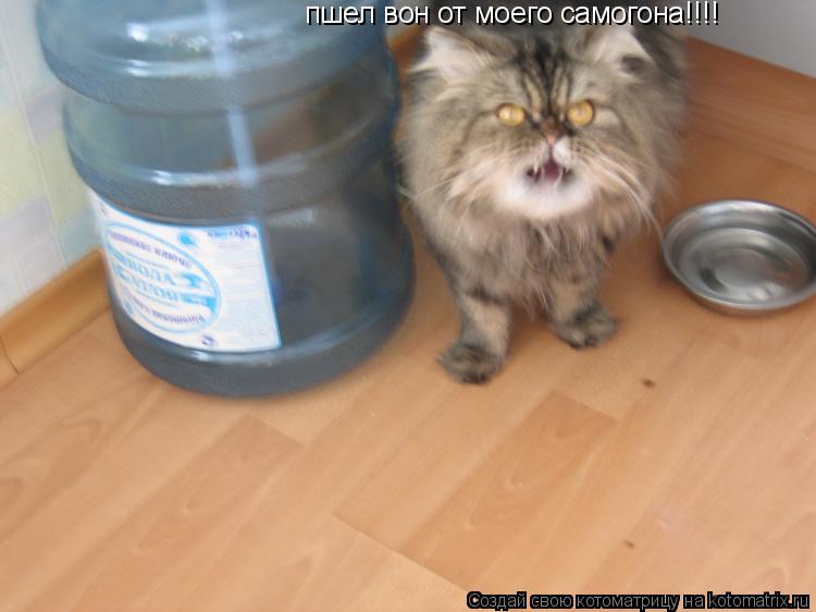пшел вон от моего самогона!!!!... Котоматрица: пшел вон от моего самогона!!!!