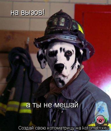 на вызов! а ты не мешай... Котоматрица: на вызов! а ты не мешай
