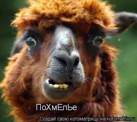ПоХмЕлЬе... Котоматрица: ПоХмЕлЬе