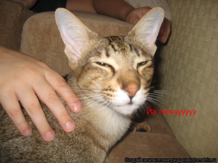 Йа торчуууууу... Котоматрица: Йа торчуууууу
