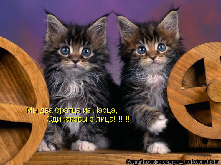 Мы два братца из Ларца, Одинаковы с лица!!!!!!!!... Котоматрица: Мы два братца из Ларца, Одинаковы с лица!!!!!!!!