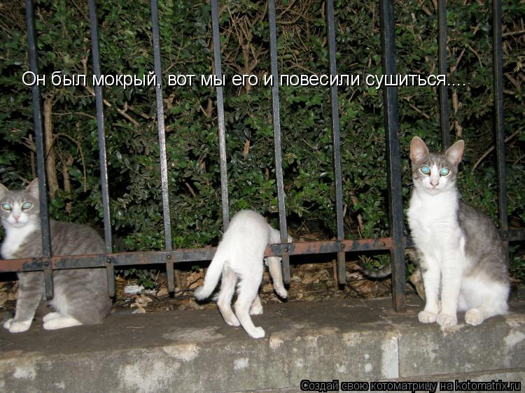 Он был мокрый, вот мы его и повесили сушиться....... Котоматрица: Он был мокрый, вот мы его и повесили сушиться....