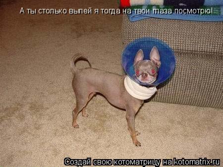 А ты столько выпей я тогда на твои глаза посмотрю!... Котоматрица: А ты столько выпей я тогда на твои глаза посмотрю!