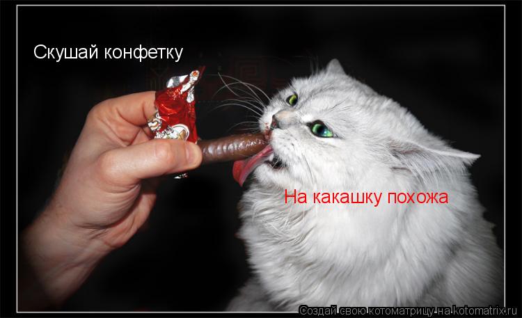 Скушай конфетку На какашку похожа... Котоматрица: Скушай конфетку На какашку похожа