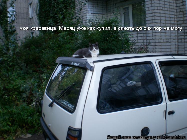 моя красавица. Месяц уже как купил. а слезть до сих пор не могу... Котоматрица: моя красавица. Месяц уже как купил. а слезть до сих пор не могу