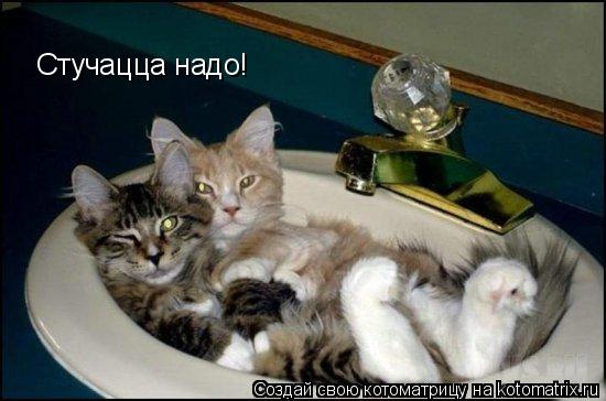 Котоматрица: Стучацца надо!