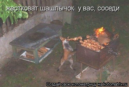 жестковат шашлычок у вас, соседи... Котоматрица: жестковат шашлычок у вас, соседи