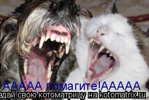 Котоматрица: ААААА помагите!ААААА