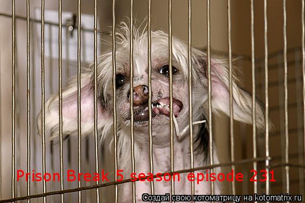 Prison Break 5 season episode 231... Котоматрица: Prison Break 5 season episode 231