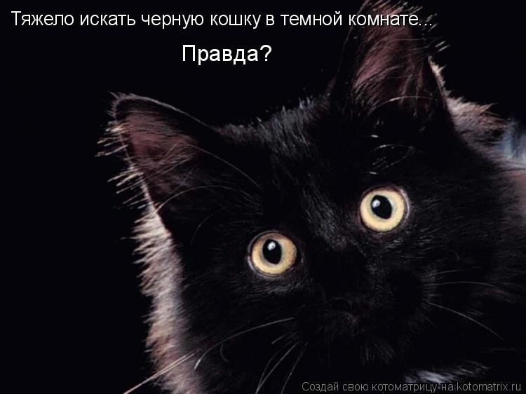 Правда? Тяжело искать черную кошку в темной комнате...... Котоматрица: Правда? Тяжело искать черную кошку в темной комнате...
