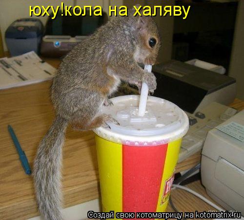 юху!кола на халяву... Котоматрица: юху!кола на халяву