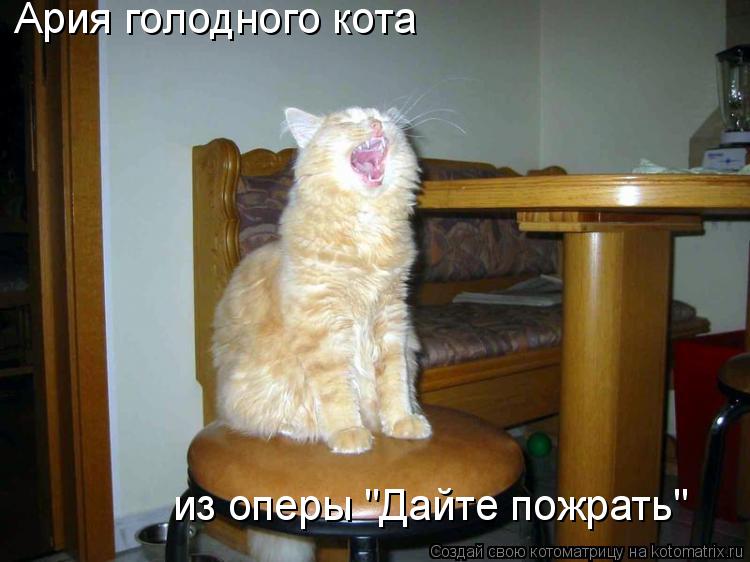Ария голодного кота из оперы "Дайте пожрать"... Котоматрица: Ария голодного кота из оперы "Дайте пожрать"
