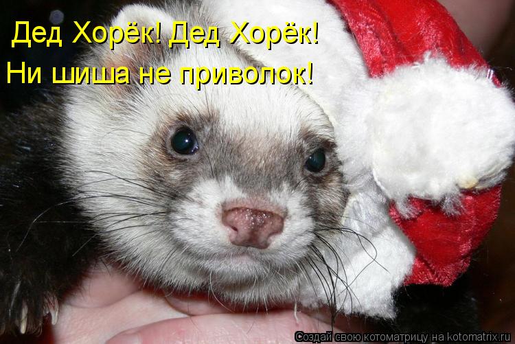 Дед Хорёк! Дед Хорёк! Ни шиша не приволок!... Котоматрица: Дед Хорёк! Дед Хорёк! Ни шиша не приволок!