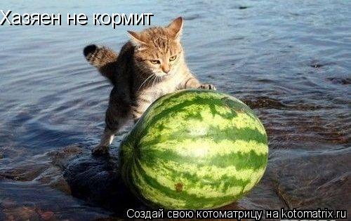 Хазяен не кормит... Котоматрица: Хазяен не кормит