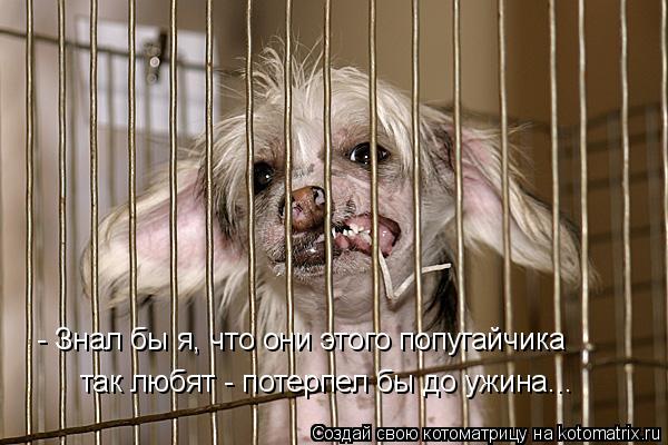 - Знал бы я, что они этого попугайчика так любят - потерпел бы до ужина...... Котоматрица: - Знал бы я, что они этого попугайчика так любят - потерпел бы до ужина...