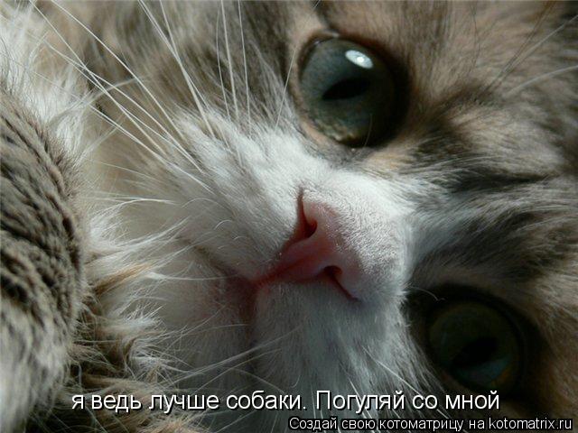я ведь лучше собаки. Погуляй со мной... Котоматрица: я ведь лучше собаки. Погуляй со мной