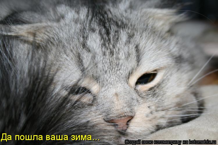 Да пошла ваша зима...... Котоматрица: Да пошла ваша зима...