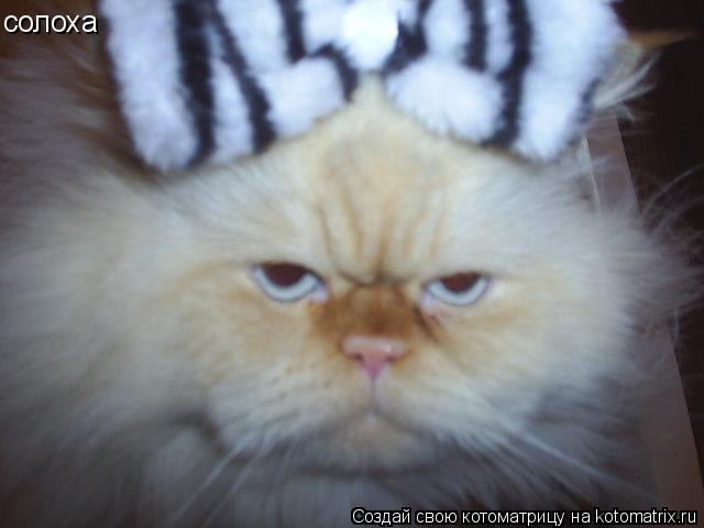 солоха... Котоматрица: солоха
