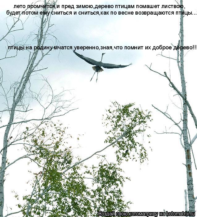 лето промчится,и пред зимою,дерево птицам помашет листвою, будет потом ему сниться и сниться,как по в... Котоматрица: лето промчится,и пред зимою,дерево птицам помашет листвою, будет потом ему сниться и сниться,как по весне возвращаются птицы... птицы на род