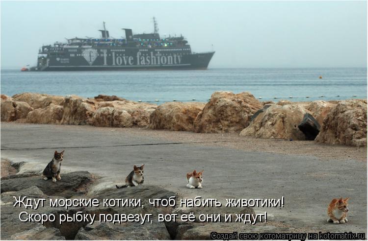 Ждут морские котики, чтоб набить животики! Скоро рыбку подвезут, вот её они и ждут!... Котоматрица: Ждут морские котики, чтоб набить животики! Скоро рыбку подвезут, вот её они и ждут!