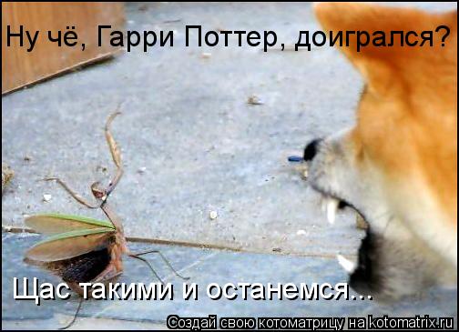 Ну чё, Гарри Поттер, доигрался? Щас такими и останемся...... Котоматрица: Ну чё, Гарри Поттер, доигрался? Щас такими и останемся...