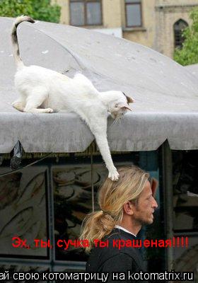 Эх, ты, сучка ты крашеная!!!!... Котоматрица: Эх, ты, сучка ты крашеная!!!!