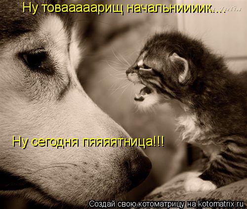 Ну товааааарищ начальниииик.... Ну сегодня пяяяятница!!!... Котоматрица: Ну товааааарищ начальниииик.... Ну сегодня пяяяятница!!!
